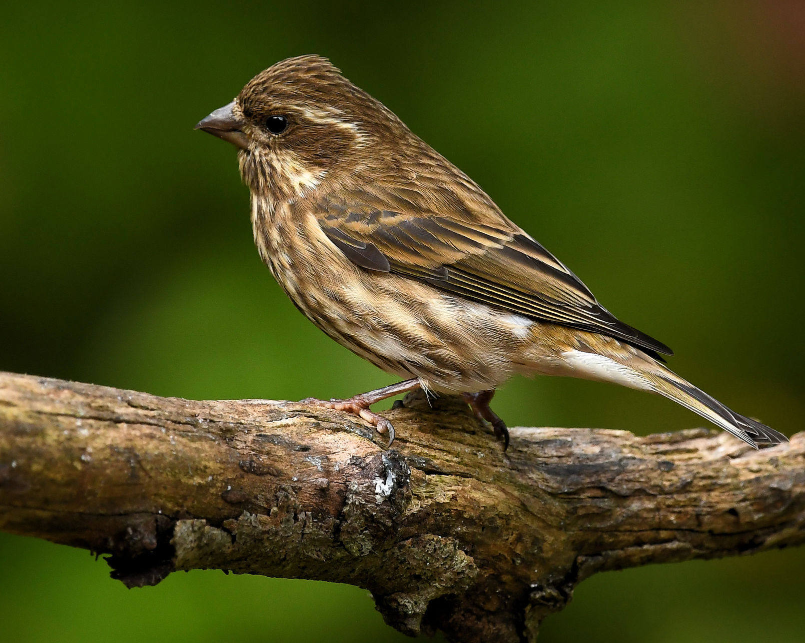 Female purple finch